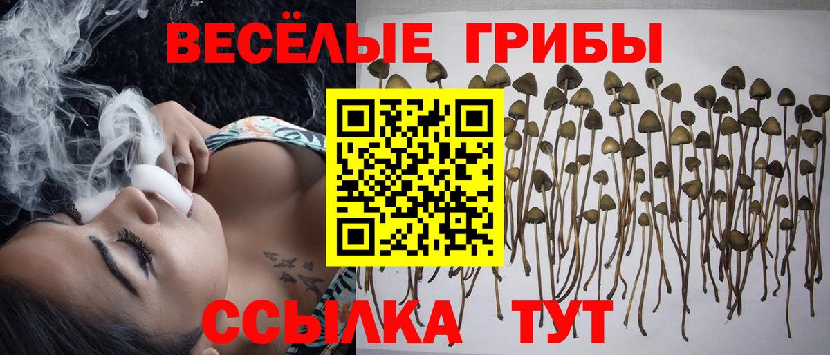 Псилоцибиновые грибы Cubensis  Вход с VPN  Кинель 